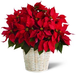 The FTD Red Poinsettia Basket (Large) from Victor Mathis Florist in Louisville, KY